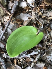Maianthemum canadense