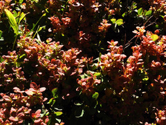 Exobasidium vaccinii-uliginosi