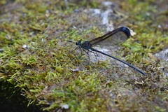 Psolodesmus mandarinus dorothea