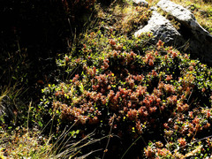 Exobasidium vaccinii-uliginosi