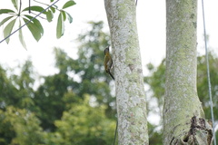 Picus vittatus