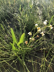 Sagittaria