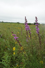 Liatris ligulistylis