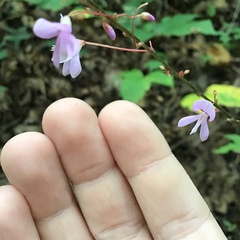 Hylodesmum