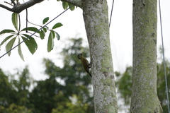 Picus vittatus