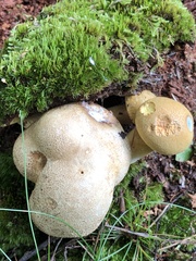 Pseudoboletus parasiticus