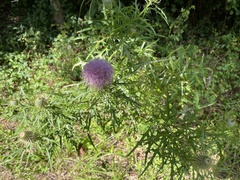Cirsium discolor
