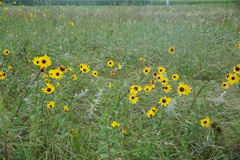 Helianthus pauciflorus