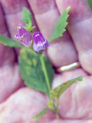 Clinopodium grandiflorum