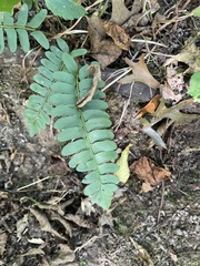 Polystichum acrostichoides