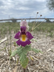 Proboscidea louisianica fragrans