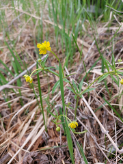 Ranunculus monophyllus