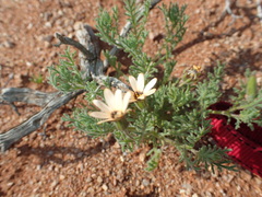 Dimorphotheca pinnata