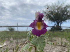 Proboscidea louisianica fragrans