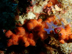 Clathria mima