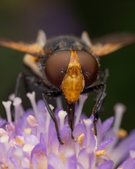 Volucella pellucens