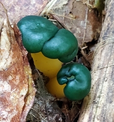 Leotia lubrica image