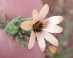 Dimorphotheca pinnata