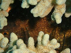Gymnothorax flavimarginatus