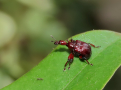 Paratrachelophorus nodicornis