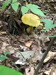 Retiboletus