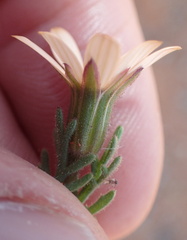Dimorphotheca pinnata