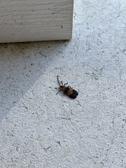 Calopteron terminale