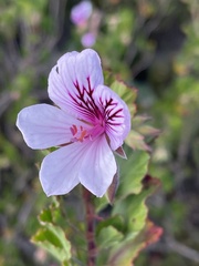 Pelargonium betulinum