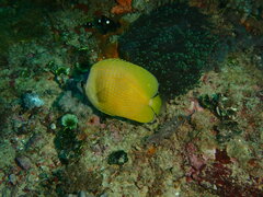Chaetodon kleinii