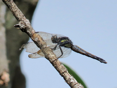 Orthetrum