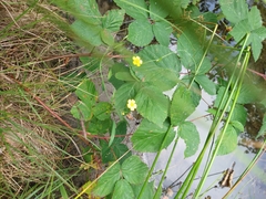 Oxalis stricta