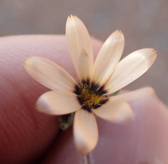 Dimorphotheca pinnata