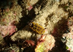 Halgerda wasinensis