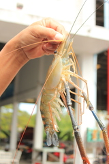 Macrobrachium rosenbergii