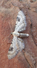 Eupithecia centaureata