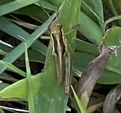 Melanoplini