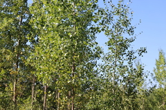 Populus tremuloides