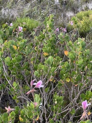 Pelargonium betulinum