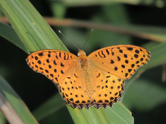 Argynnis hyperbius hyperbius