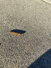 Saucrobotys futilalis