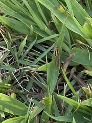 Melanoplini