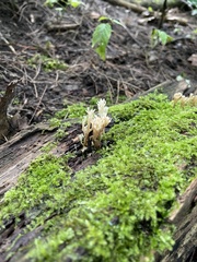 Clavulina coralloides