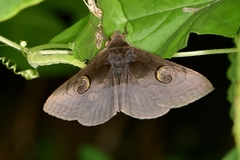 Spirama retorta