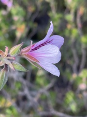 Pelargonium betulinum