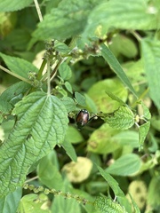 Boehmeria cylindrica