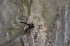 Phimenes flavopictus