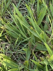 Melanoplini