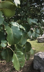 Pyrus calleryana