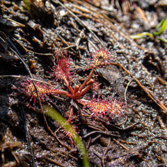 Drosera intermedia