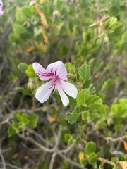 Pelargonium betulinum